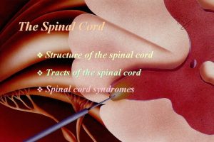 The Spinal Cord Structure of the spinal cord