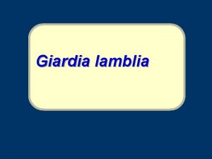 Giardia lamblia Giardia lamblia Intestinal flagellate lives in