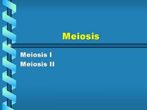Meiosis II Meiosis I Interphase I Prophase I