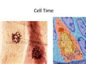 Cell Time 917 Outline Quick History Quick Microscopy