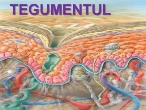 TEGUMENTUL 1 STRUCTURA GENERAL A TEGUMENTULUI n EPIDERM