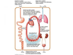 Types of Tissues Epithelium Nervous tissue Connective Tissue