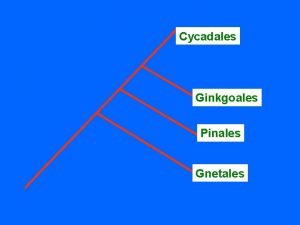 Cycadales Ginkgoales Pinales Gnetales Lianovce Gnetopsida jsou vym