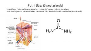 Potn lzy Sweat glands Potn lzy Exokrinn lzy