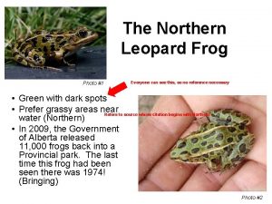 The Northern Leopard Frog Photo 1 Everyone can