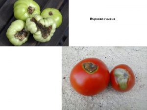 Tomato spotted wilt virus Phytoplasma sp Clavibacter michiganensis