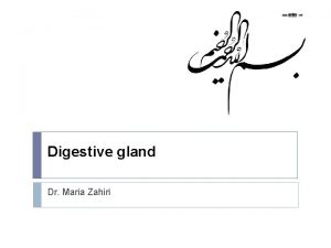 Digestive gland Dr Maria Zahiri Digestive Glands Digestive