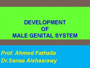 DEVELOPMENT OF MALE GENITAL SYSTEM Prof Ahmed Fathalla