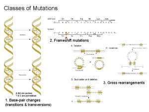 Classes of Mutations mutations 2 Frameshift 3 Gross