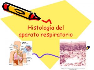 Histologa del aparato respiratorio Generalidades Composicin 2 pulmones