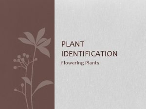 PLANT IDENTIFICATION Flowering Plants Aechmea chantinii Bromeliad Perennial