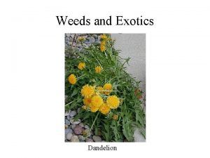 Weeds and Exotics Dandelion What is a weed