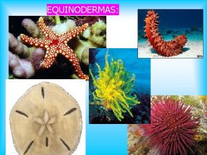 EQUINODERMAS Os equinodermas gr echinos ourio derma pele