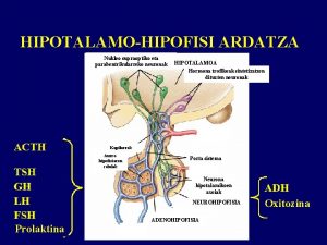 HIPOTALAMOHIPOFISI ARDATZA Nukleo supraoptiko eta parabentrikularreko neuronak HIPOTALAMOA