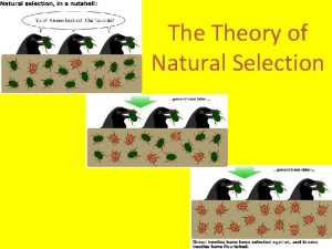 The Theory of Natural Selection Artificial Selection Humans