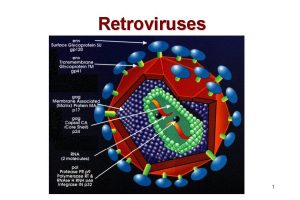 Retroviruses 1 Groups of Retroviruses Oncovirinae important Tumor