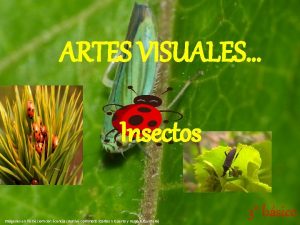 ARTES VISUALES Insectos Imgenes en flicrki com con