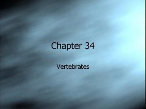 Chapter 34 Vertebrates Vertebrates These are a subphylum