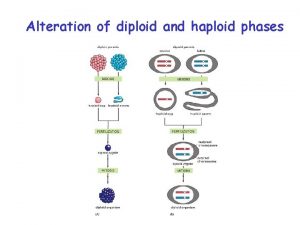 Alteration of diploid and haploid phases Mitosis Meiosis