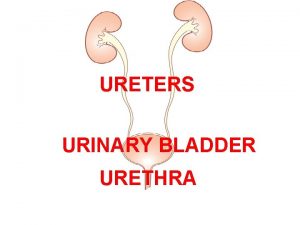 URETERS URINARY BLADDER URETHRA OBJECTIVES At the end