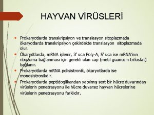 HAYVAN VRSLER Prokaryotlarda transkripsiyon ve translasyon sitoplazmada karyotlarda