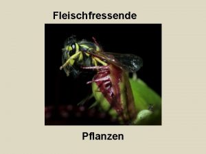 Fleischfressende Pflanzen Inhaltsverzeichnis 1 Einleitung 2 Definition 3