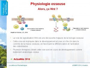 Physiologie osseuse Alors a Wnt Accumulation de catenine