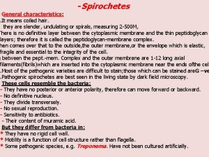 Spirochetes General characteristics It means coiled hair they