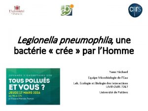 Legionella pneumophila une bactrie cre par lHomme Yann