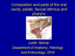 Composition and parts of the oral cavity palate