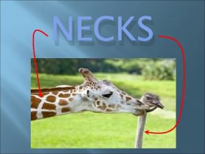 NECKS Triangles of the Neck Anterior Triangle Mandible