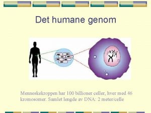 Det humane genom Menneskekroppen har 100 billioner celler