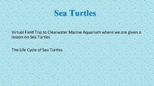 Sea Turtles Virtual Field Trip to Clearwater Marine