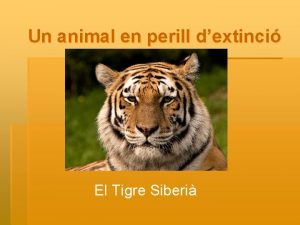 Un animal en perill dextinci El Tigre Siberi