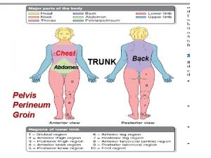 Chest Abdomen Pelvis Perineum Groin TRUNK Back THORAX