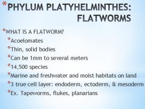 Are flatworms acoelomates