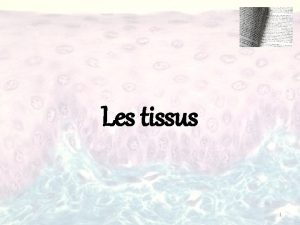 Les tissus 1 Une cellule unit fondamentale du