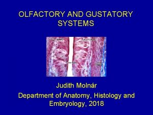 OLFACTORY AND GUSTATORY SYSTEMS Judith Molnr Department of
