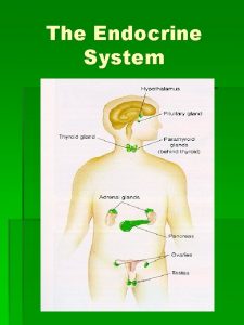 The Endocrine System Functions of the Endocrine System