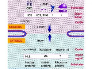 Trasporto dellm RNA Transport through the nuclear pores