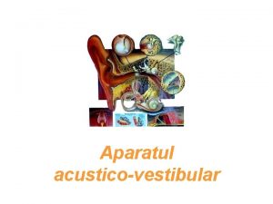 Aparatul acusticovestibular ORGANUL VESTIBULO COHLEAR URECHEA Functional 2