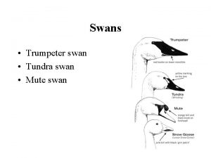 Swans Trumpeter swan Tundra swan Mute swan Trumpeter