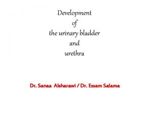 Development of the urinary bladder and urethra Dr