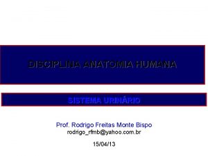 DISCIPLINA ANATOMIA HUMANA SISTEMA URINRIO Prof Rodrigo Freitas