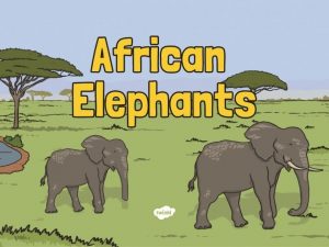 An Elephants Trunk An adult African elephants nose