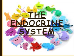 THE ENDOCRINE SYSTEM ENDOCRINE SYSTEM Contains glands that