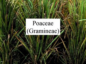 Poaceae Gramineae oats rice wheat The most economically