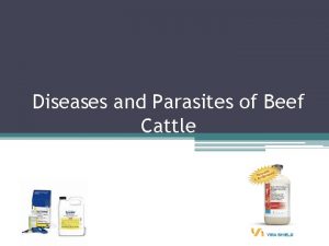 Diseases and Parasites of Beef Cattle Herd Health