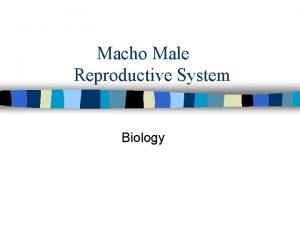 Macho Male Reproductive System Biology Macho Male Reproductive