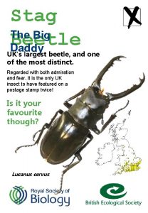 Stag The Big Beetle Daddy UKs largest beetle